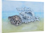 Two Seashells by Joan Thewsey