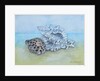 Two Seashells by Joan Thewsey