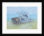 Two Seashells by Joan Thewsey