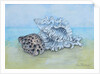 Two Seashells by Joan Thewsey
