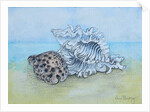 Two Seashells by Joan Thewsey