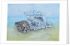 Two Seashells by Joan Thewsey