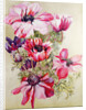 Anemones by Joan Thewsey
