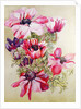 Anemones by Joan Thewsey
