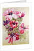 Anemones by Joan Thewsey