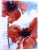 Poppies by Joan Thewsey