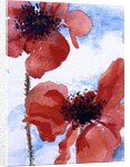Poppies by Joan Thewsey
