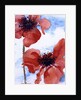 Poppies by Joan Thewsey