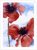 Poppies by Joan Thewsey