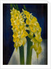 Daffodils, 1954 by Mark Gertler