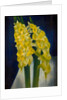 Daffodils, 1954 by Mark Gertler