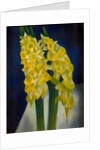 Daffodils, 1954 by Mark Gertler