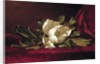 The Magnolia Blossom, 1888 by Martin Johnson Heade