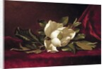 The Magnolia Blossom, 1888 by Martin Johnson Heade