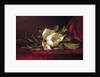 The Magnolia Blossom, 1888 by Martin Johnson Heade