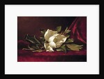 The Magnolia Blossom, 1888 by Martin Johnson Heade