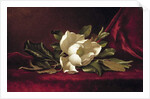 The Magnolia Blossom, 1888 by Martin Johnson Heade