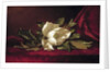 The Magnolia Blossom, 1888 by Martin Johnson Heade