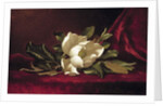 The Magnolia Blossom, 1888 by Martin Johnson Heade