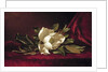 The Magnolia Blossom, 1888 by Martin Johnson Heade