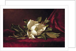 The Magnolia Blossom, 1888 by Martin Johnson Heade