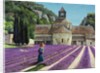 Lavender Picker, Abbaye Senanque, Provence by Trevor Neal