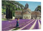 Lavender Picker, Abbaye Senanque, Provence by Trevor Neal