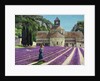 Lavender Picker, Abbaye Senanque, Provence by Trevor Neal