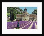 Lavender Picker, Abbaye Senanque, Provence by Trevor Neal