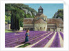 Lavender Picker, Abbaye Senanque, Provence by Trevor Neal