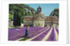 Lavender Picker, Abbaye Senanque, Provence by Trevor Neal