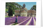 Lavender Picker, Abbaye Senanque, Provence by Trevor Neal
