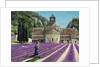 Lavender Picker, Abbaye Senanque, Provence by Trevor Neal