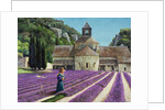 Lavender Picker, Abbaye Senanque, Provence by Trevor Neal
