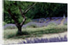 Tree in Lavender Field, in the Grounds of Abbaye Senanque, Provence, France, 1999 by Trevor Neal