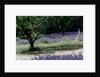 Tree in Lavender Field, in the Grounds of Abbaye Senanque, Provence, France, 1999 by Trevor Neal