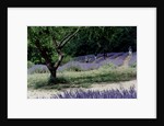 Tree in Lavender Field, in the Grounds of Abbaye Senanque, Provence, France, 1999 by Trevor Neal