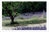 Tree in Lavender Field, in the Grounds of Abbaye Senanque, Provence, France, 1999 by Trevor Neal