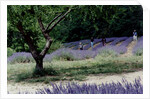 Tree in Lavender Field, in the Grounds of Abbaye Senanque, Provence, France, 1999 by Trevor Neal