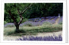 Tree in Lavender Field, in the Grounds of Abbaye Senanque, Provence, France, 1999 by Trevor Neal