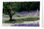 Tree in Lavender Field, in the Grounds of Abbaye Senanque, Provence, France, 1999 by Trevor Neal