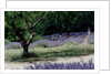 Tree in Lavender Field, in the Grounds of Abbaye Senanque, Provence, France, 1999 by Trevor Neal