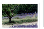 Tree in Lavender Field, in the Grounds of Abbaye Senanque, Provence, France, 1999 by Trevor Neal