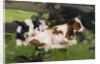Ayrshire Calves, c.1890 by David Gauld