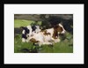 Ayrshire Calves, c.1890 by David Gauld