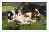 Ayrshire Calves, c.1890 by David Gauld