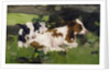 Ayrshire Calves, c.1890 by David Gauld