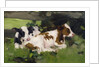 Ayrshire Calves, c.1890 by David Gauld