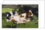 Ayrshire Calves, c.1890 by David Gauld