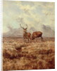 Red Stags, Ben Buie, 1982 by Tim Scott Bolton
